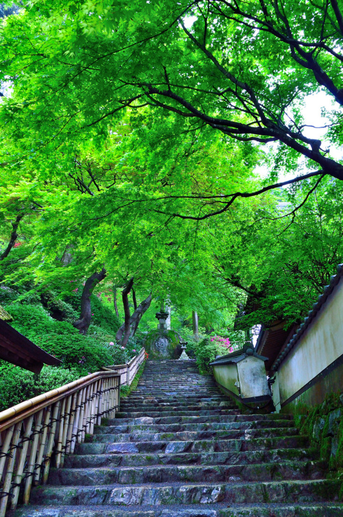 爽やかな季節の紅葉狩り。福岡・佐賀・長崎の「青もみじ」スポット