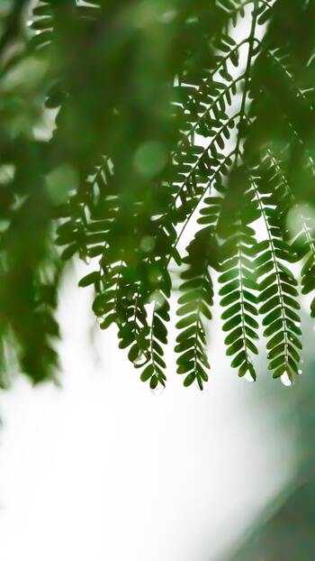 梅雨時期は湿気が多くてジメジメしているうえに、気温も上がっているので汗をかきやすくなっています。
「湿気が多いから…」と保湿を控え目にしてしまいがちですが、実は湿気の多さに関係なく肌は乾燥してしまうことが多いといいます。肌が乾燥すると皮脂が分泌されやすくなるため、それが原因でヨレやメイク崩れが起きてしまうと考えられます。