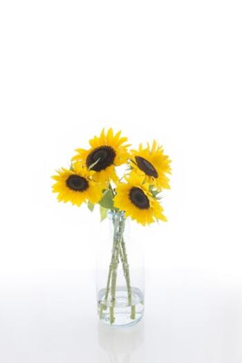 もちろん切り花でも、夏を運んできます。お部屋にあるだけでぱっと華やぎますね。ほかにも朝顔やプルメリアなど、夏を感じる花をインテリアに取り入れてみましょう。