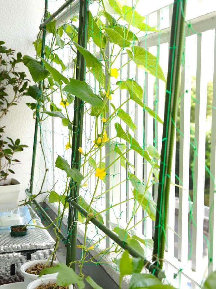 簡単手作り水耕栽培にチャレンジ！家庭菜園をもっと身近に | キナリノ