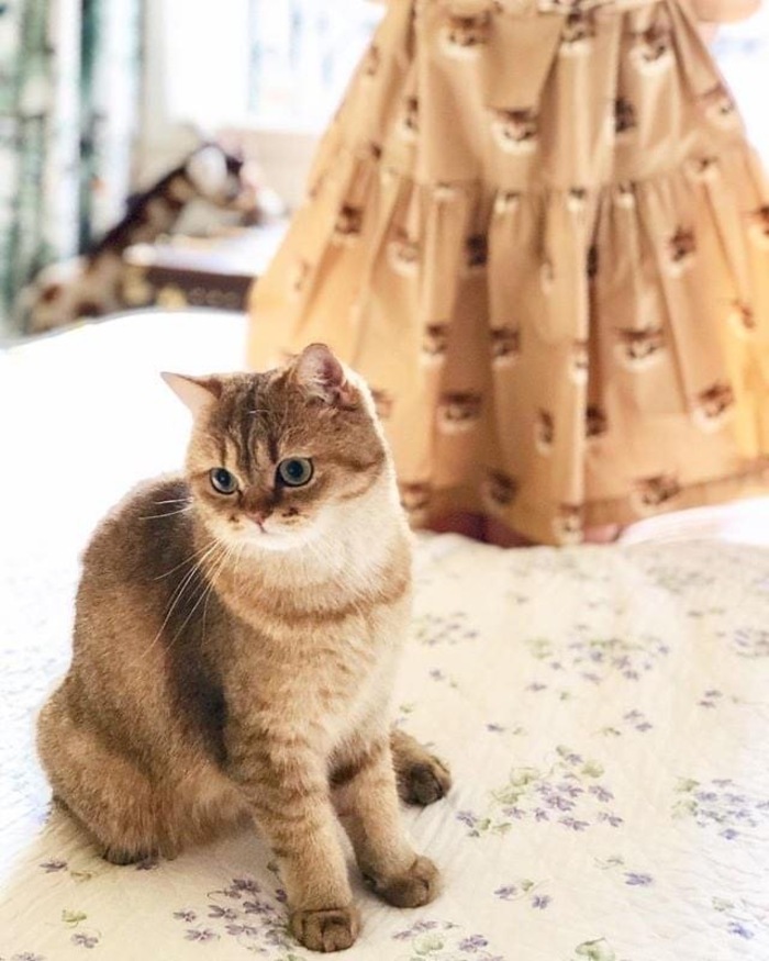 その愛らしさに“きゅん”。可愛くて癒される猫柄グッズ特集 | キナリノ