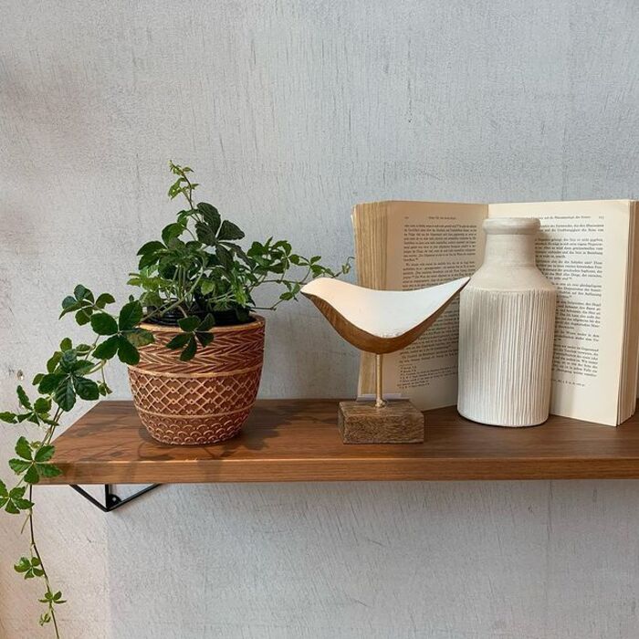 アロエ 観葉植物 在宅勤務の癒やしに グリーンの癒しが暮らしに