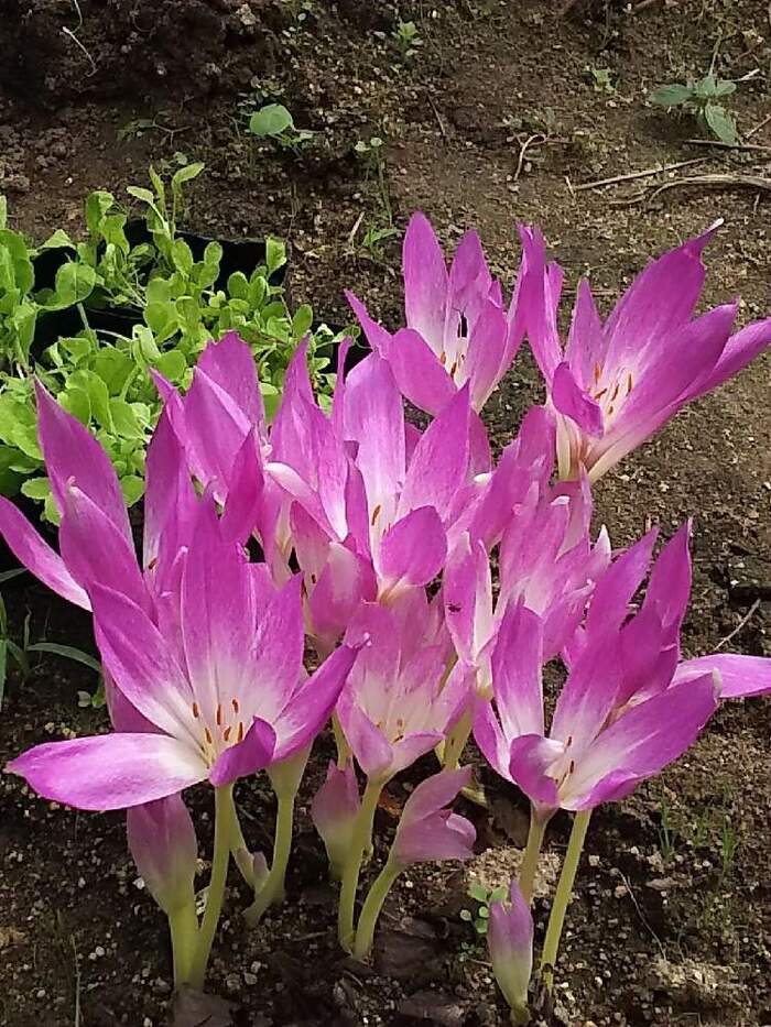 チューリップ球根➕さつまいもの葉っぱ チューリップ球根➕さつまいもの葉っぱ チューリップ・変わり