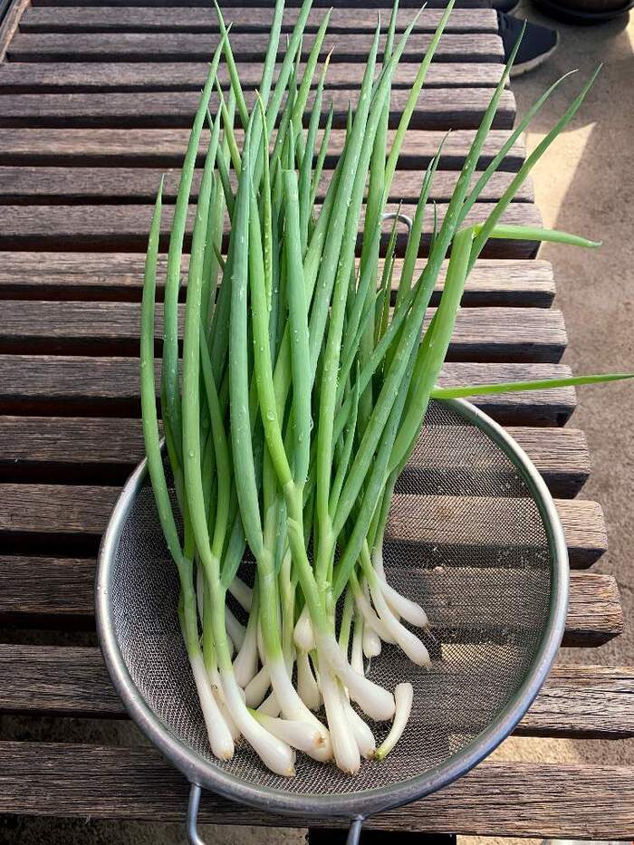 香味・薬味野菜の苗 【公式通販】