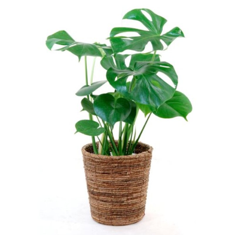 おうちにぴったりな観葉植物はどれ 種類別 ベスト な選び方教えます キナリノ