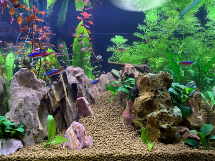 urocoが作った海水魚アクアリウムフルセット