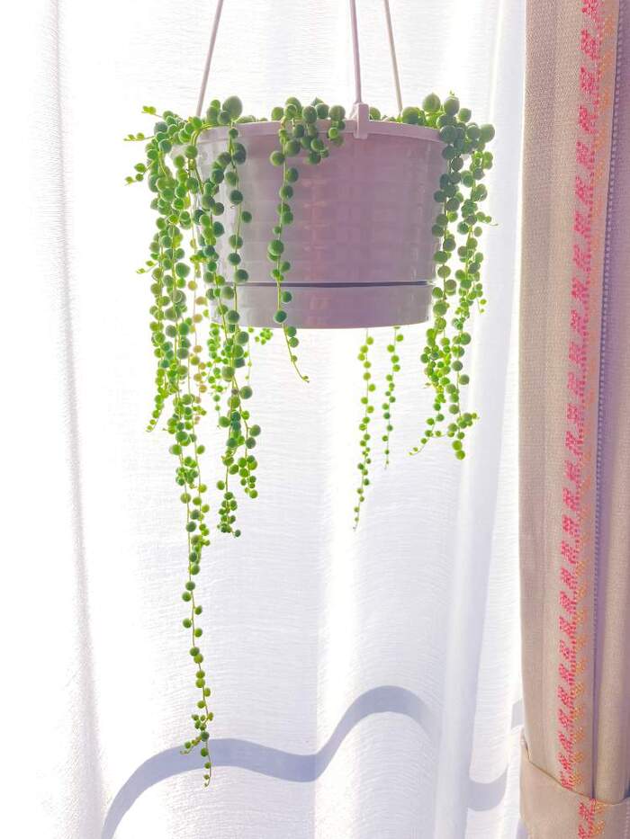 グリーンネックレスの育て方＆おしゃれなインテリア実例 | キナリノ