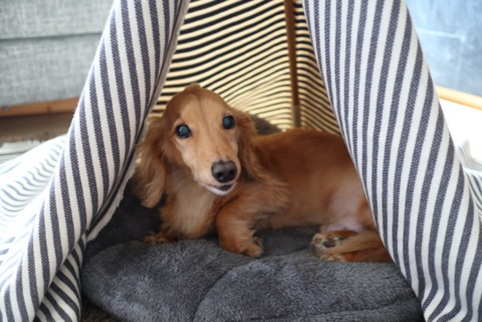 ダックスフンド夏の準備パネル生地 ハンドメイド ポメラニアン夏の準備