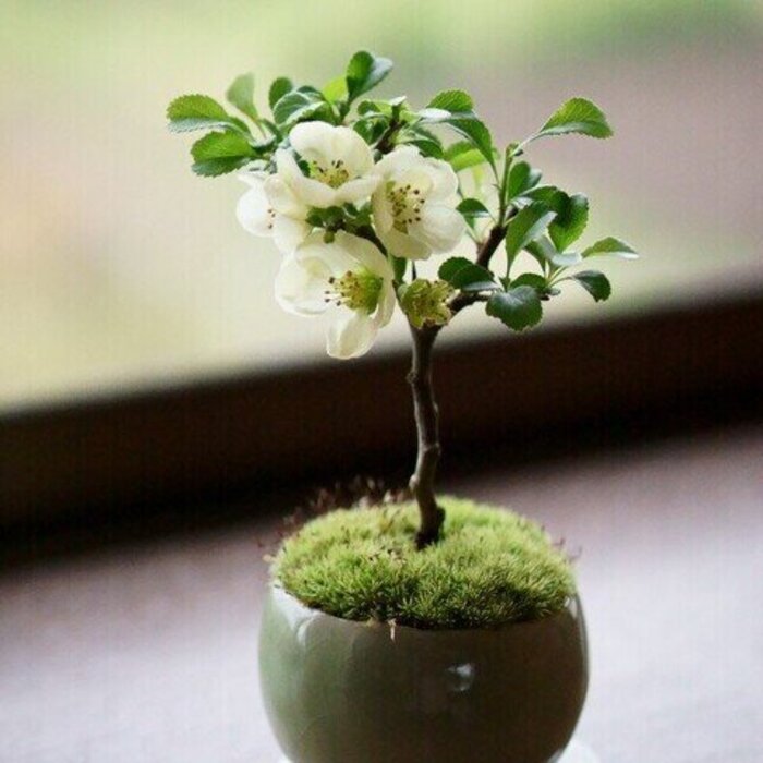 黒松 盆栽 5本立ち 植物 鉢付き インテリア 緑 女性におすすめ