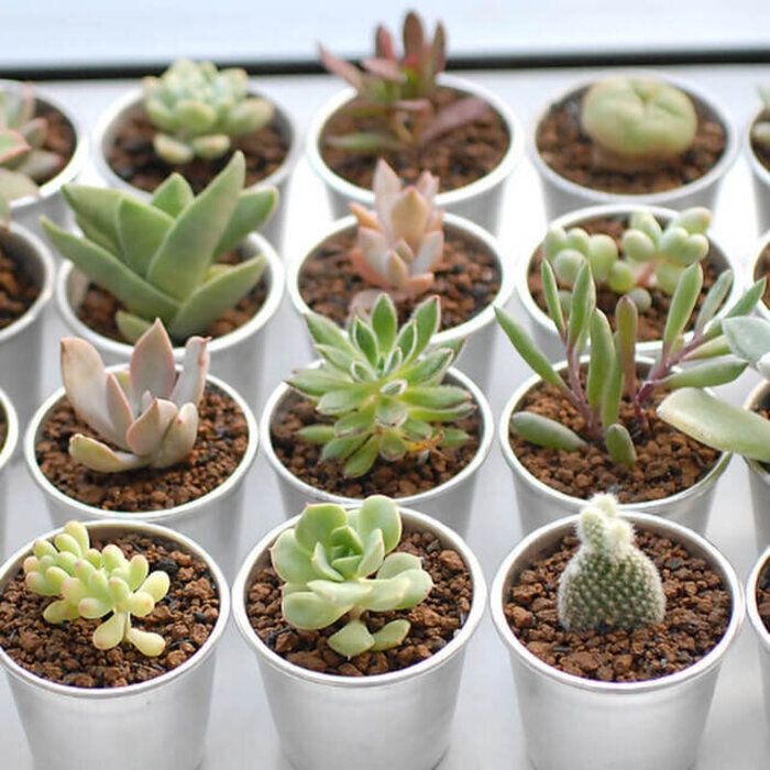 愛らしい「サボテン」種類・育て方・植え替え方など、魅力を徹底解剖 