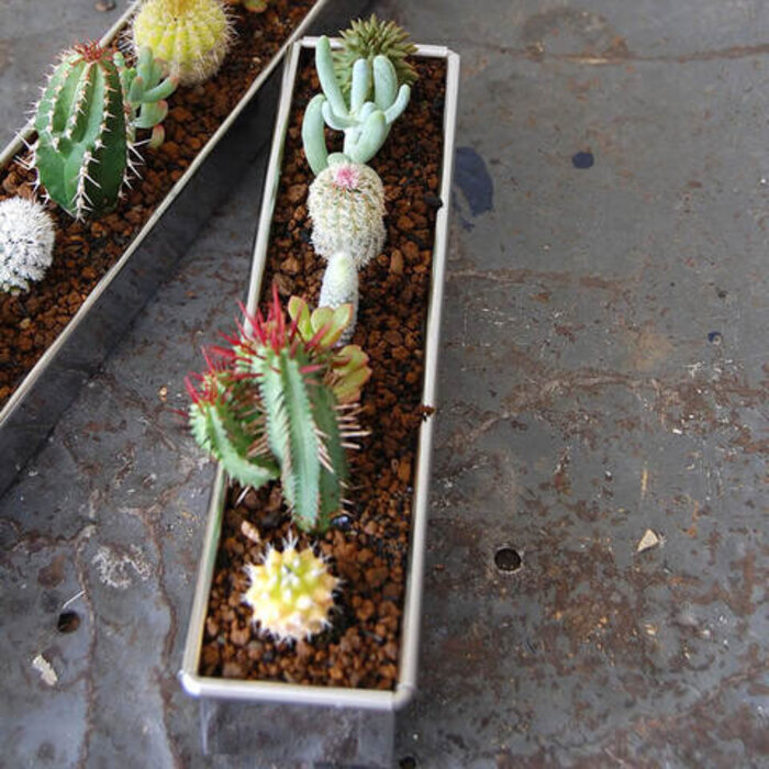 葉挿し」に「挿し木」。誰でも簡単！多肉植物の増やし方[2ページ目