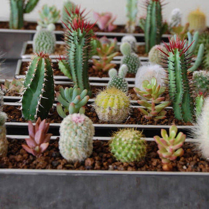 葉挿し」に「挿し木」。誰でも簡単！多肉植物の増やし方[2ページ目