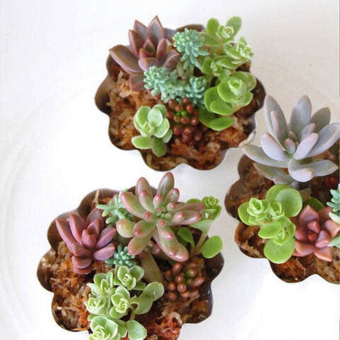 葉挿し」に「挿し木」。誰でも簡単！多肉植物の増やし方[2ページ目