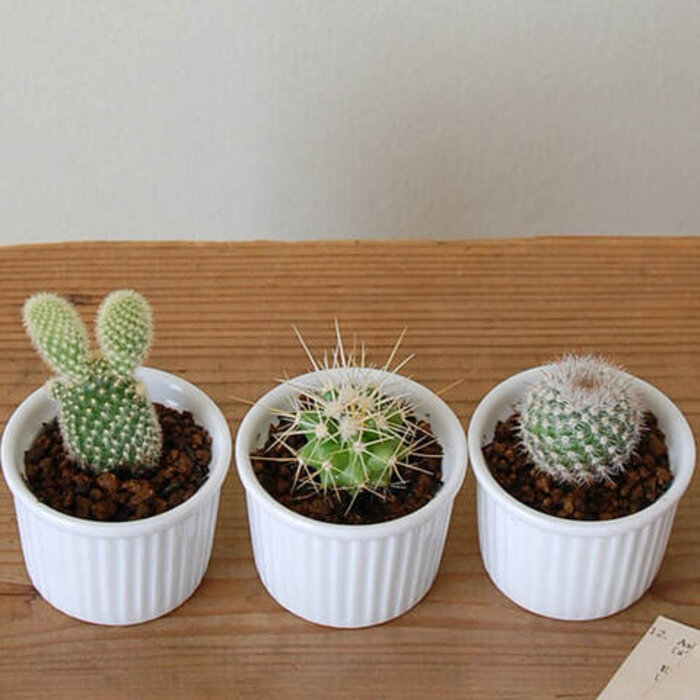 初めての【多肉植物】ライフ。上手な育て方＆植え替え方法 | キナリノ