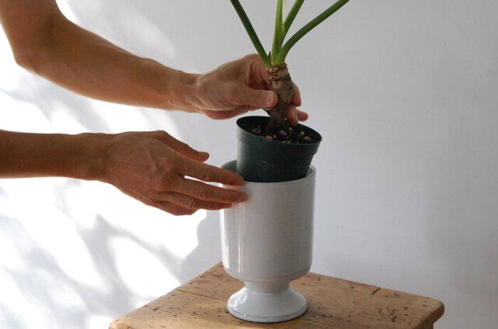 スターフルーツ　取り木苗木　1株 スターフルーツ 取り木苗木 1株