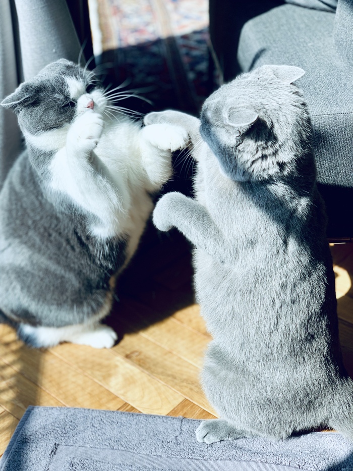 じゃれねこチャンとハート ヘアクリップ ミケ猫 じゃれねこチャンと