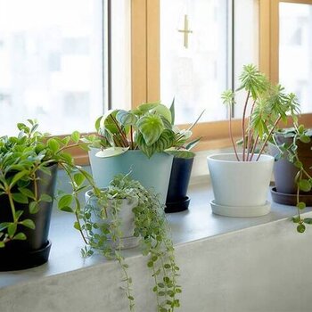 環境に配慮した素材で作られた、ベーシックなプランター。軽くて丈夫なので、屋外でもお使いいただけます。インテリアになじむ落ち着いた色合いなので、どんな空間にもなじんでくれます。
