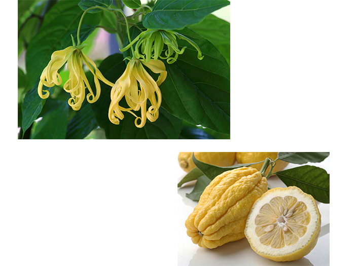 やさしい香りで解きほぐす。精油100%の香りの贅沢なヘアケア