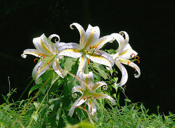 他にも様々な草木や花、生き物たちが暮らしています。自然と間近で触れ合えるのが嬉しいですね。