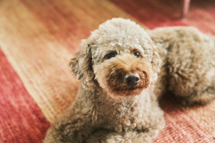 手しごとラグで、秋冬の模様替え。
インテリアスタイリストのお部屋づくり
