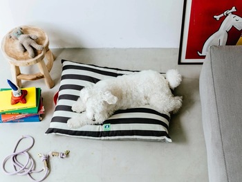 うちの子も喜ぶ♡おしゃれで使えるペット用品集めました