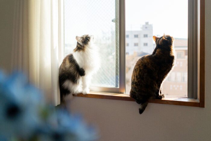 うちの子も喜ぶ♡おしゃれで使えるペット用品集めました