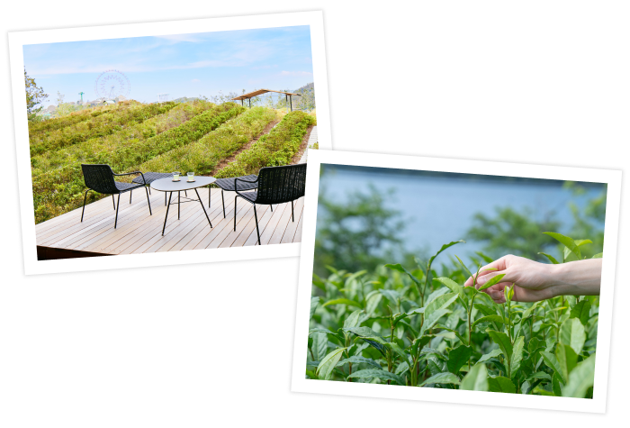 この体験の舞台となる「つむぎ茶畑」は、8年の試行錯誤を経て、茶摘みができる環境になったそう。ここからは、浜名湖の雄大な景色と縞柄模様の茶畑が調和した風景を望めます。また期間中は、新茶の季節にしか見られない、生命力に満ちた「一芯二葉(いっしんによう)」(*)にも出合えます。湖から吹き抜けるやさしい風を感じながら、この貴重なひとときを五感で味わるチャンスです。