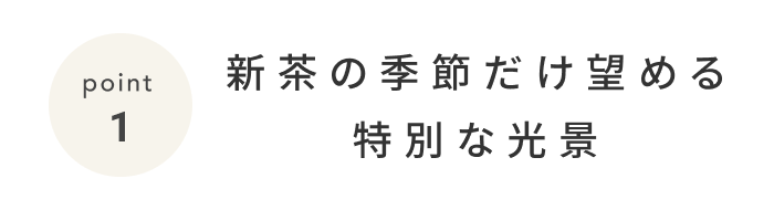 《今週の旅だより》静岡の茶畑で、自分だけの一杯を淹れよう