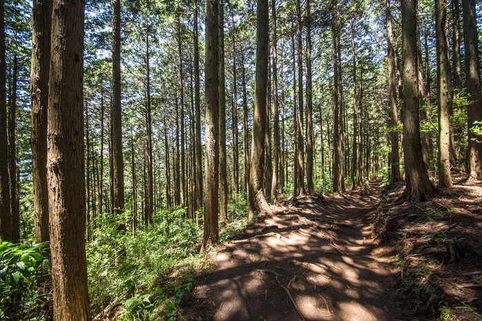 〈木のある暮らし〉が地域を支える。 未来をちょっとよくするヒント