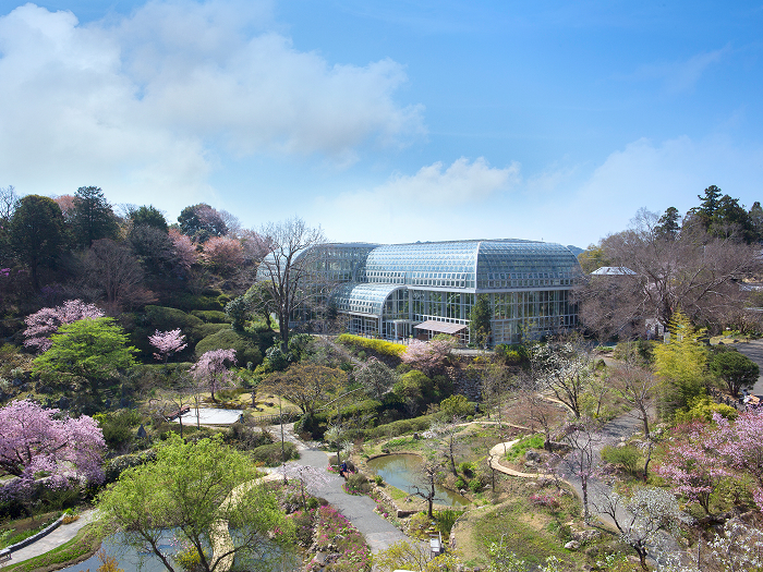 （写真提供：高知県立牧野植物園）