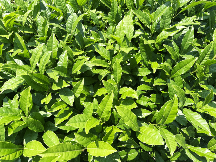 初夏の静岡で“お茶”しませんか？茶摘みに温泉、美食……お茶尽くしの旅