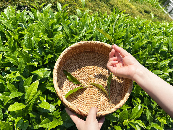 初夏の静岡で“お茶”しませんか？茶摘みに温泉、美食……お茶尽くしの旅