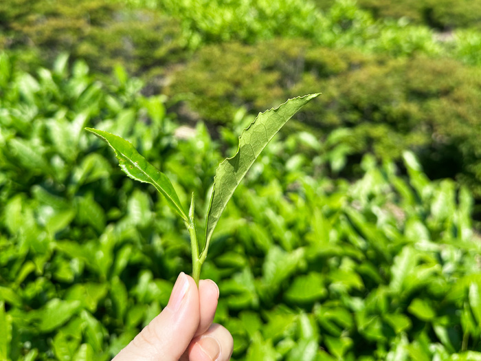 初夏の静岡で“お茶”しませんか？茶摘みに温泉、美食……お茶尽くしの旅