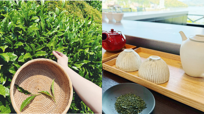 初夏の静岡で“お茶”しませんか？茶摘みに温泉、美食……お茶尽くしの旅