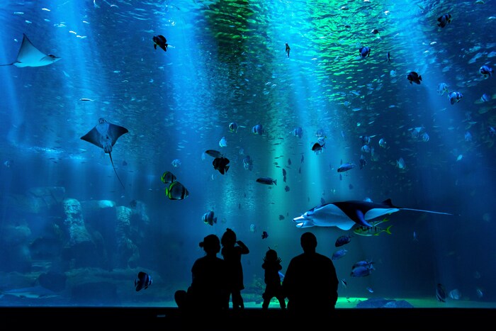 水族館で魚を見ることが癒しになる人なら、思い切って年間パスポートを購入してみてもいいですね。どこの水族館も、一年の間に、複数回行くことがあればオトクになるような料金設定になっています。初回の購入代金は高くなりますが、心も癒せて、オトクに通えるとなれば、購入する価値はありますよね。

娯楽費の節約方法として、年パスの購入はおすすめの方法のひとつ。節約重視の暮らしだからといって、娯楽費をゼロにする必要はありません。「将来の自分が豊かになること」かどうか、判断することが大切です。