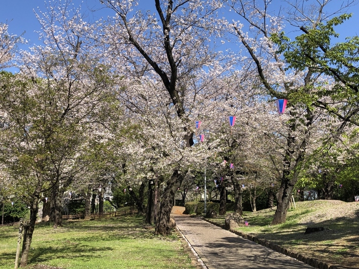 王子駅からすぐの飛鳥山公園は、江戸時代から続く桜の名所。小高い丘の上にある公園ですが、実は都内で一番低い山（非公式）だとか。
桜と１両だけで走る都電のジオラマを見ているような風景が、カメラファンにはたまらない魅力ですね。