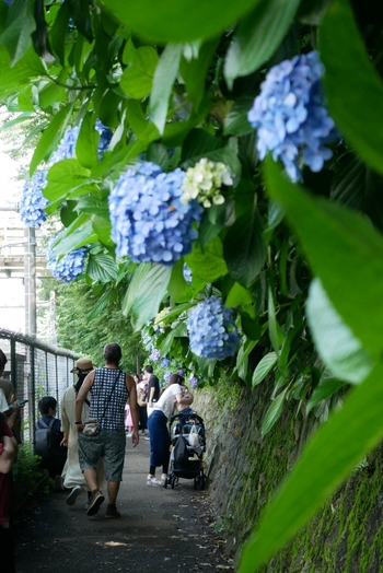 桜の季節が過ぎ去ってしばらくすると、今度は紫陽花の美しさが楽しめます。四季を通して花や草木の美しさを見ることのできる癒しスポットです。
