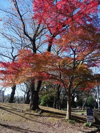 整備された噴水・広場・遊具のほか、紫陽花・桜並木を散策できる遊歩道があり、一面黄金色に染まる紅葉の季節も綺麗です。
児童エリアには、D51型SLと1970年代に走っていた都電荒川線車両が保存展示されています。