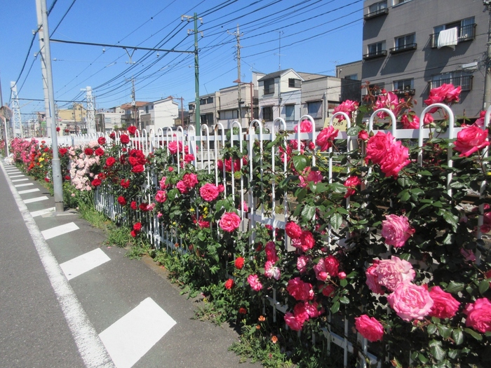 園内～停留場までアプローチには、後述する荒川バラの会によるバラ花壇が整備されています。バラ名所の多い荒川線沿線でも、No.1の見ごたえです。