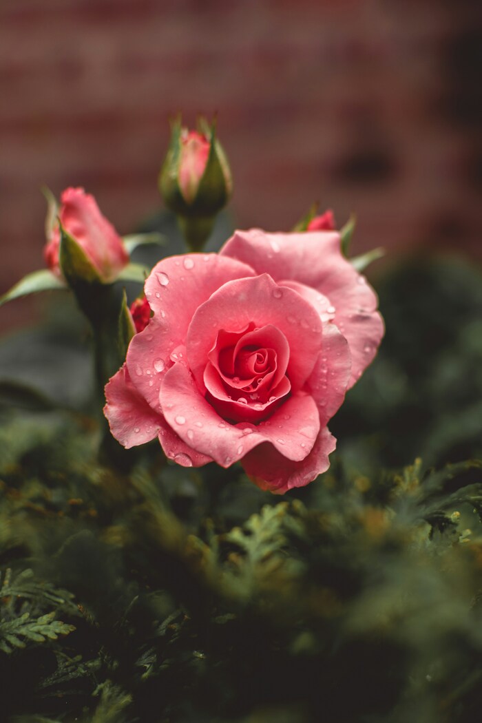 この花の意味は知ってる？素敵な花言葉あつめました。 | キナリノ