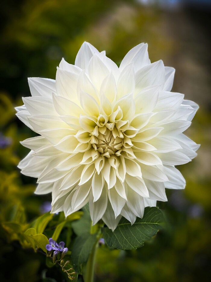 この花の意味は知ってる？素敵な花言葉あつめました。 | キナリノ