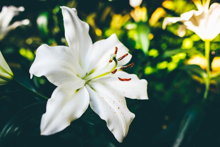 この花の意味は知ってる？素敵な花言葉あつめました。 | キナリノ