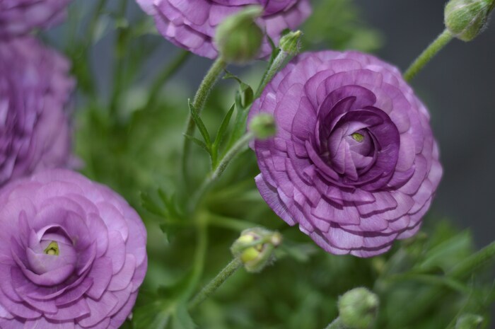 ラナンキュラスは薄い花びらをたくさん重ねた姿が気品に満ちた春の花。紫のラナンキュラスには「幸福」という花言葉が付けられており、お祝いにおすすめです。また、ラナンキュラス全般の花言葉も「とても魅力的」「晴れやかな魅力」ととってもポジティブ。感謝や送別に贈るのもいいですね。