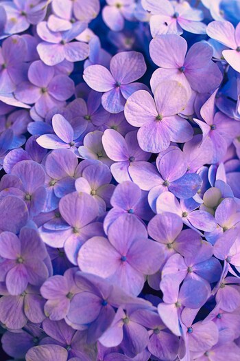 道端に咲く美しいスミレの花言葉は「小さな幸せ」「小さな愛」「誠実」。色別では紫が「貞節」「誠実」、白が「誠実」「謙遜」「あどけない恋」「無邪気な恋」、黄色が「牧歌的な喜び」「慎ましい喜び」と、凛としたその姿にぴったりの花言葉ばかりです。