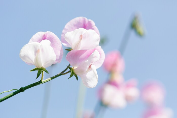 「門出」「別離」「優しい思い出」などの花言葉を持つスイートピーは、新しいスタートを切る人への贈り物にぴったり。色別ではピンクの花言葉が「繊細」「優美」、白は「ほのかな喜び」、紫は「永遠の喜び」です。どの色も良い意味なので、何色か組み合わせてアレンジするのもいいですね。
