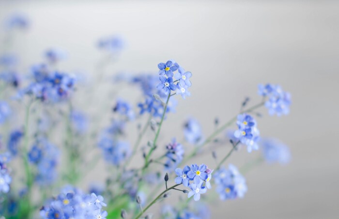 小さなブルーの可憐なお花が人気の勿忘草（わすれなぐさ）は、とても分かりやすい花言葉を持っています。その名の通りの「私を忘れないで」という花言葉。ドイツ名や英名でも同じ意味の名前を持っています。世界的に、同じ意味の名前を持つお花というのは珍しいんですよ。