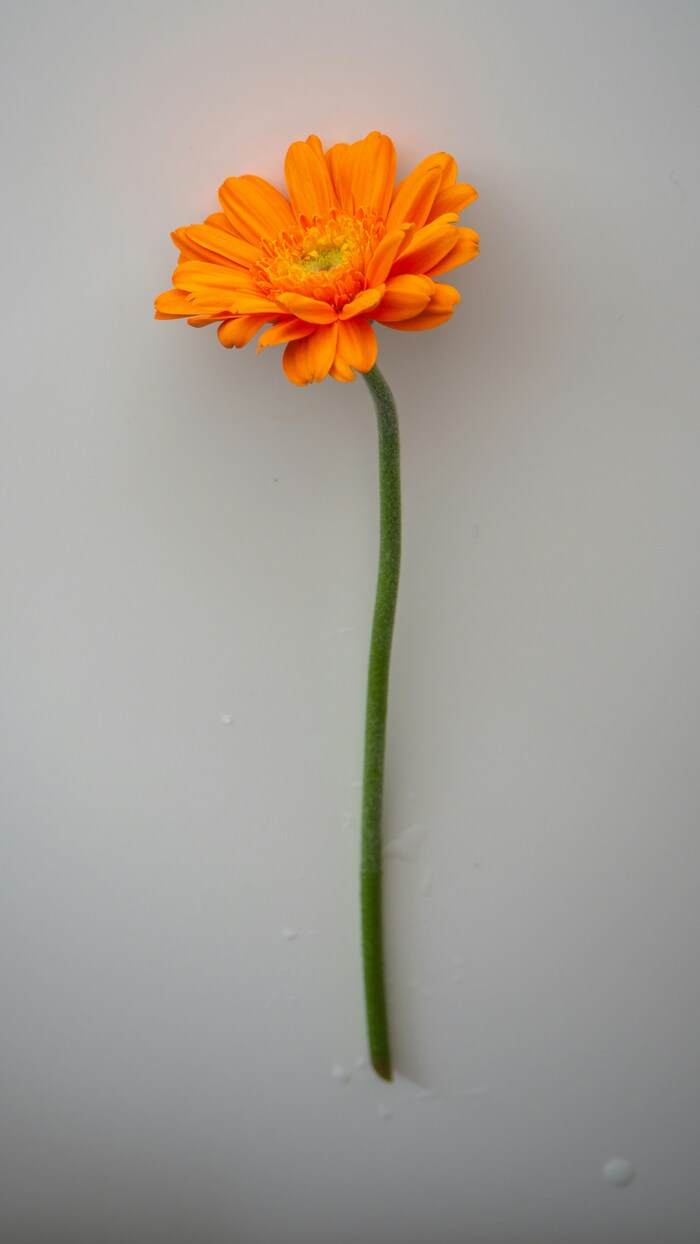 この花の意味は知ってる？素敵な花言葉あつめました。 | キナリノ