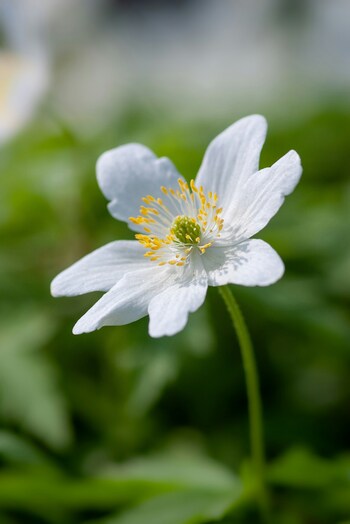大ぶりな花ながらも、純白のアネモネは可憐で繊細な趣き。花言葉は「真実」「希望」「期待」と明るい未来を想像させるポジティブな意味合いです。シンプルな一重咲きやボリュームのある八重咲きがあり、サイズの種類も豊富です。