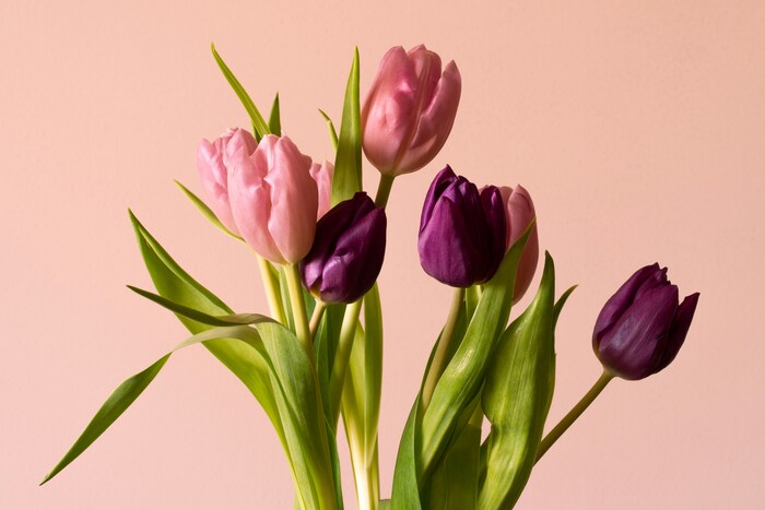 チューリップ全体の花言葉は「博愛」「思いやり」「名声」「恋の宣言」と、優しい人や輝いている人にぴったりの意味。また、赤は「愛の告白」、ピンクは「真実の愛」、紫は「不滅の愛」なので、愛する人に贈る花としてもおすすめです。