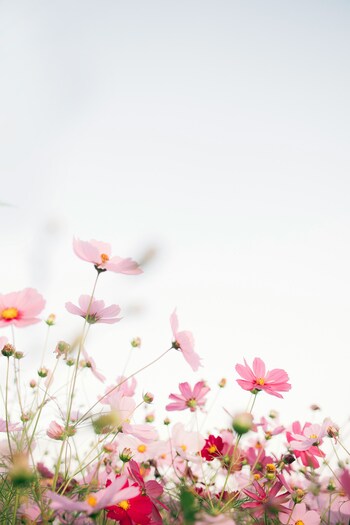 秋に咲くのはもちろん、種類によっては初夏に咲くものもあるコスモス。コスモス全般の花言葉は「調和」「乙女の純真」。そして、白は「優美」「美麗」、赤は「乙女の愛情」、ピンクは「乙女の純潔」という花言葉を持っています。どの言葉もとても柔らかく、美しい言葉です。
